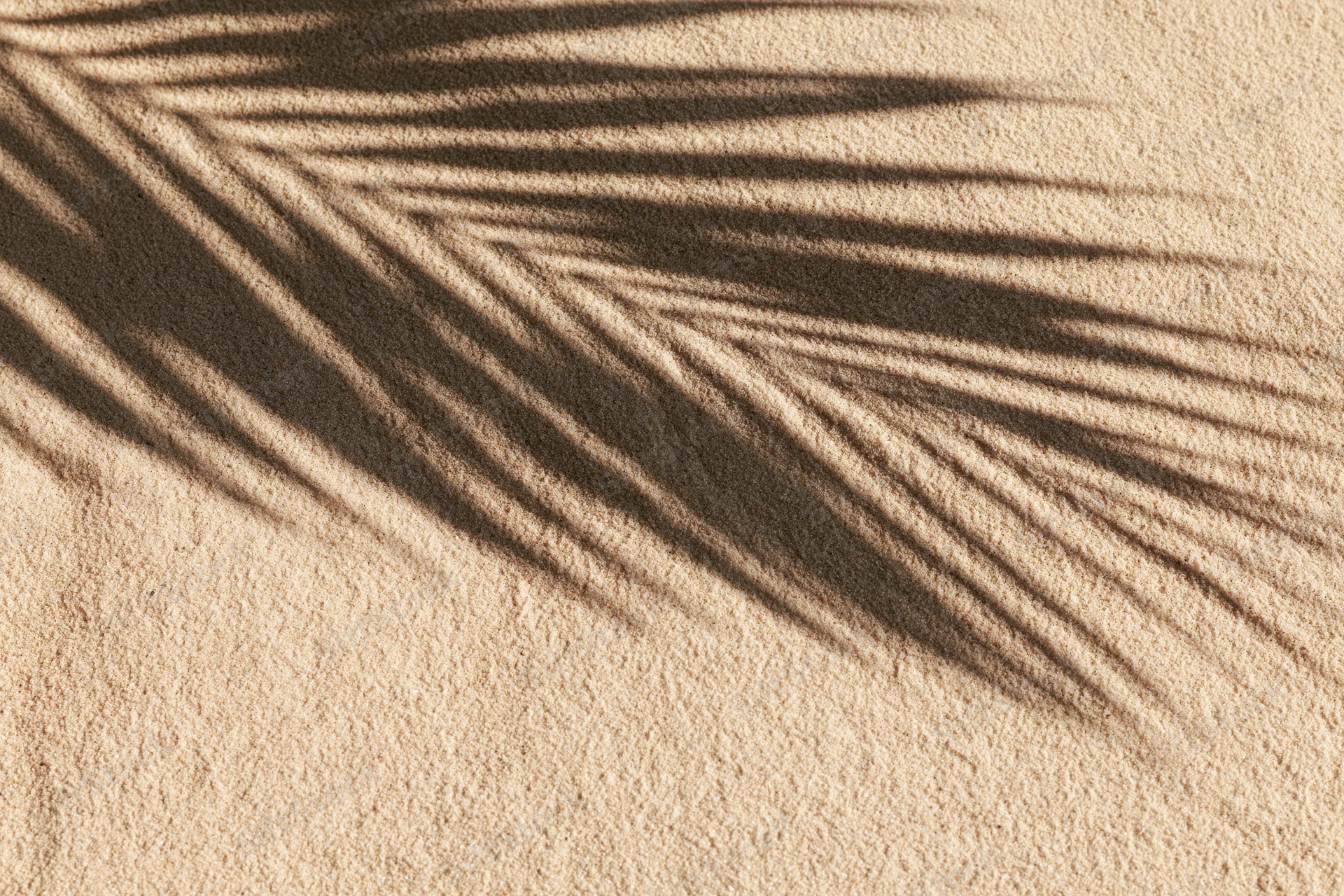 Shadow of a palm frond cast across smooth beach sand