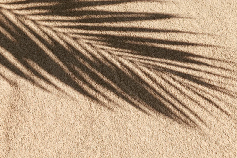 Shadow of a palm frond cast across smooth beach sand