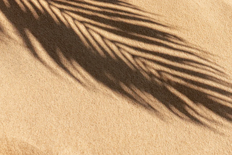 Shadow of a palm frond cast across smooth beach sand