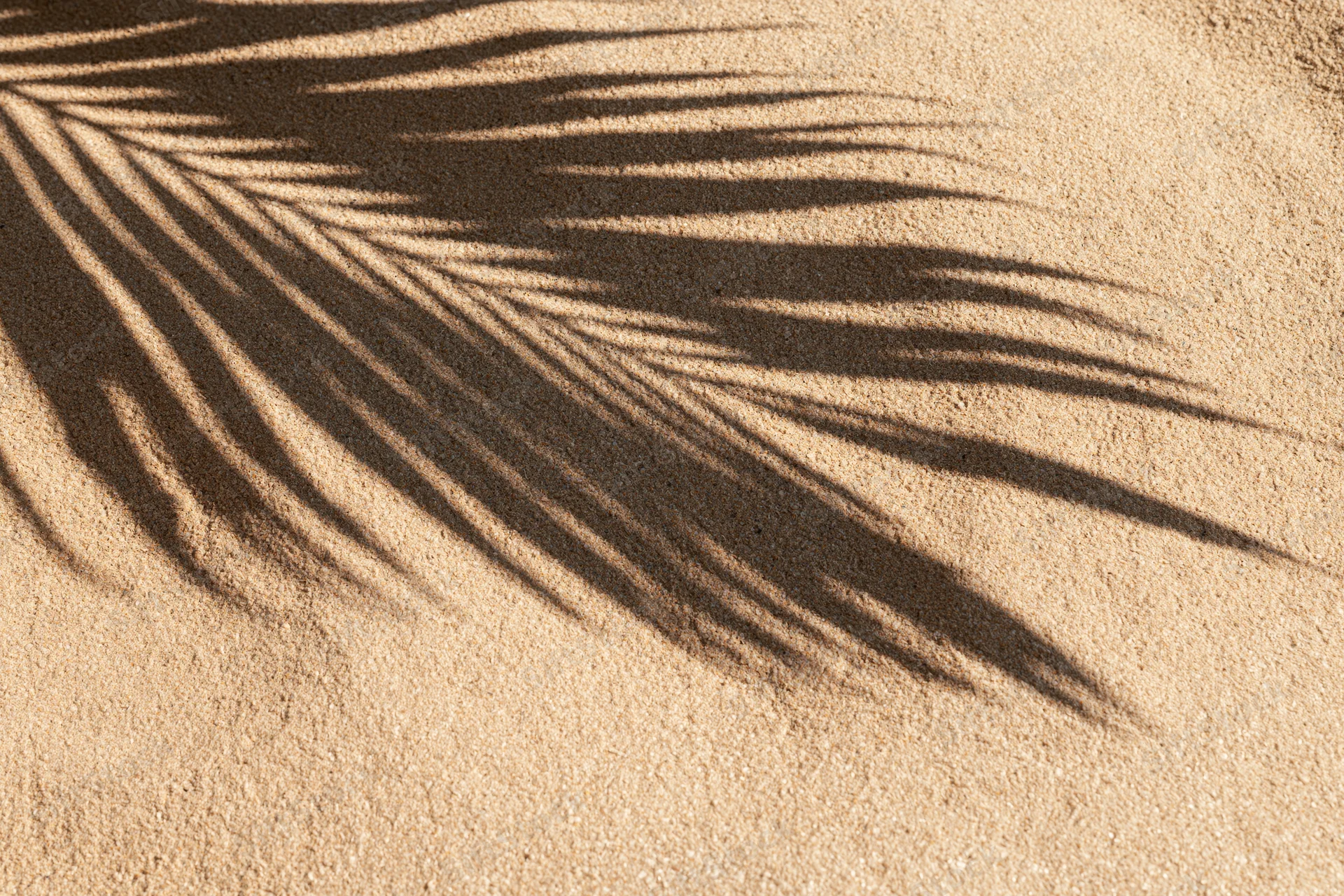 Shadow of a palm frond cast across smooth beach sand in a flat lay view