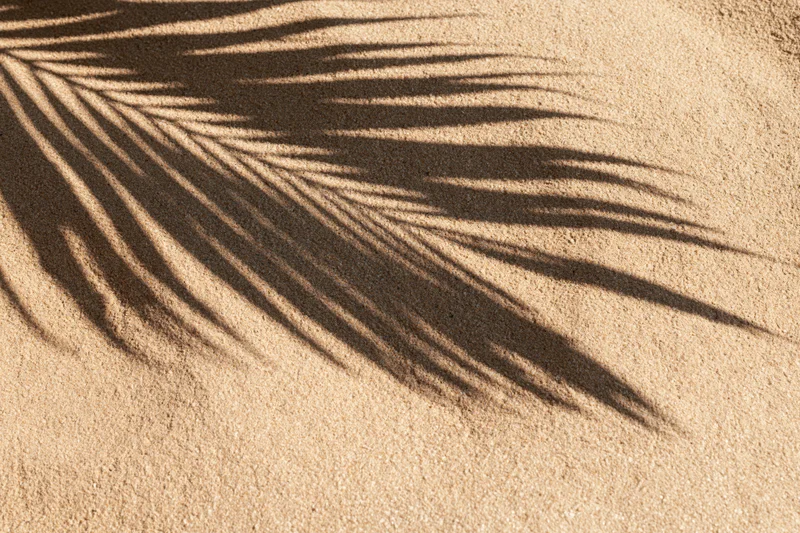 Shadow of a palm frond cast across smooth beach sand in a flat lay view