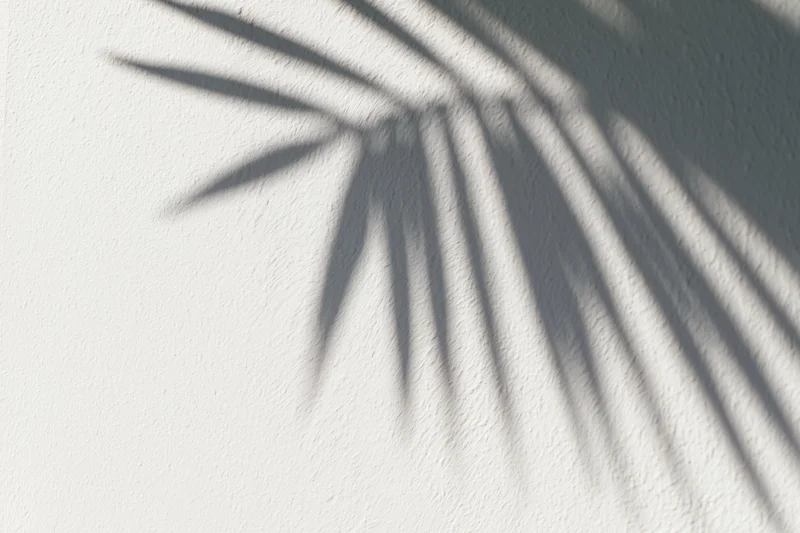 Shadow of a palm leaf cast across a white textured wall