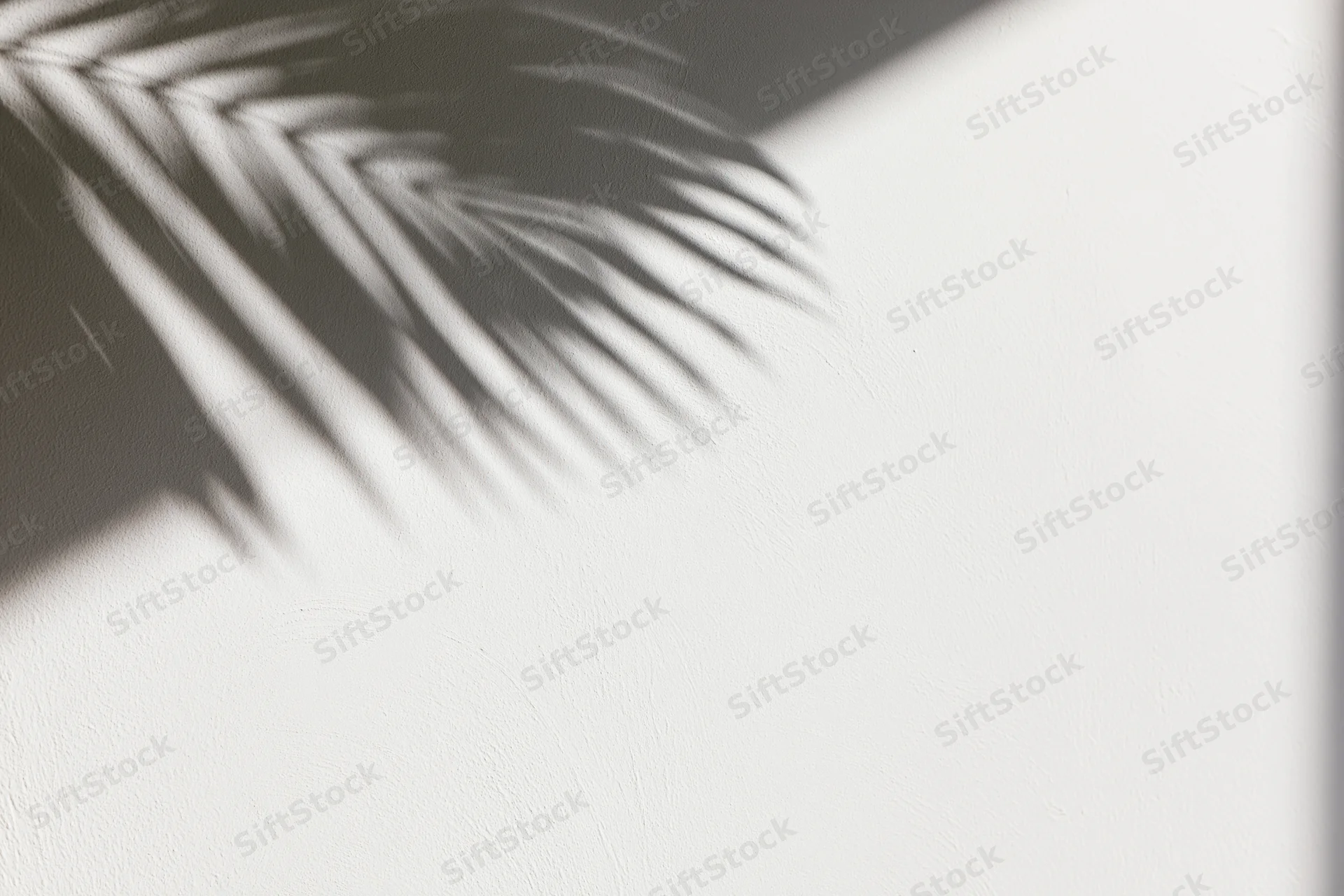 Shadow of a palm leaf cast across a plain white wall