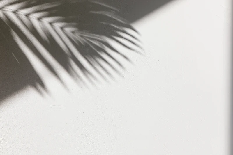 Shadow of a palm leaf cast across a plain white wall