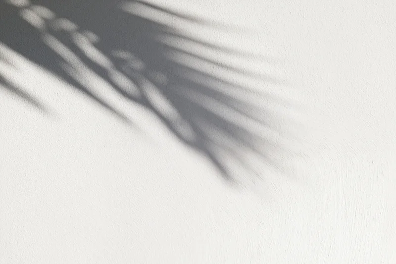 Shadow of a palm leaf cast across a plain white wall