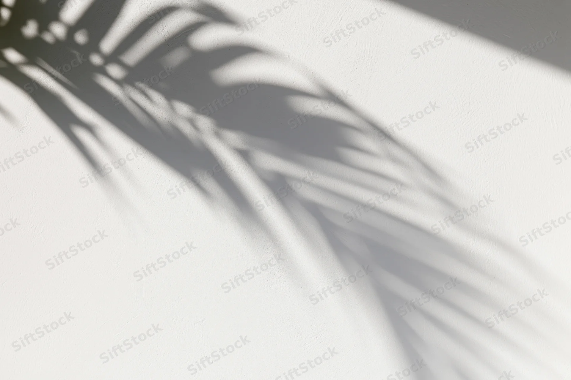 Shadow of a palm leaf cast across a plain white wall