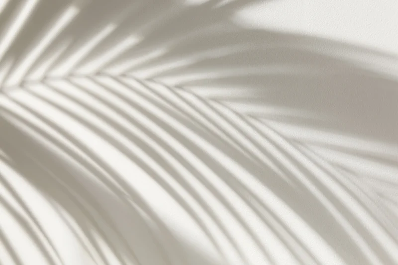 Shadow of a palm leaf cast on a white wall creating a soft radiating pattern