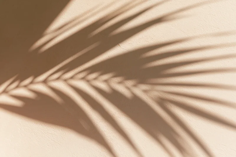 Shadow of a tropical palm leaf cast across a smooth beige wall