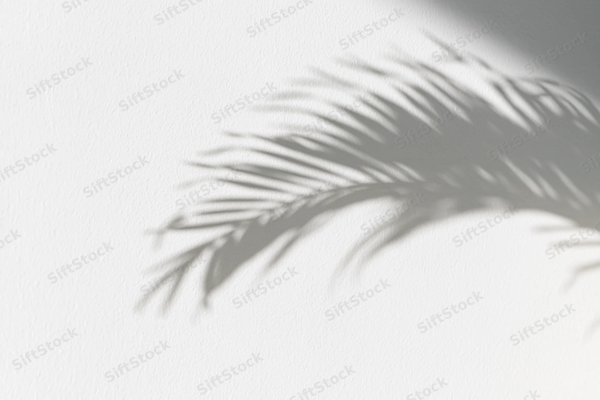 Shadow of a tropical palm leaf cast diagonally across a white wall