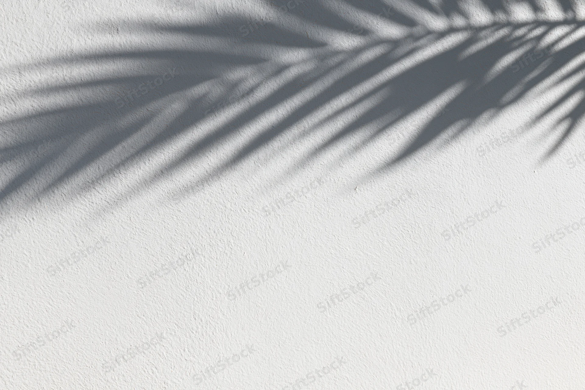 Shadow of a tropical palm leaf on a smooth white wall