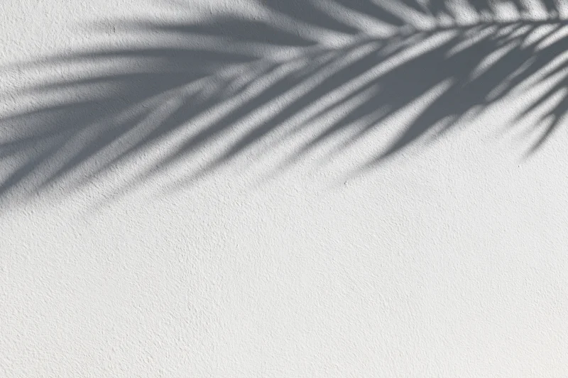 Shadow of a tropical palm leaf on a smooth white wall