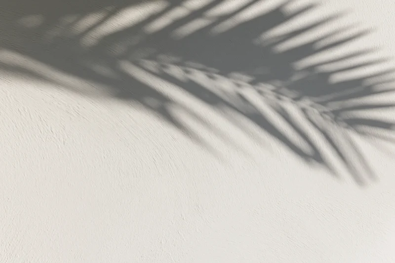 Shadow of a tropical palm leaf on a smooth white wall