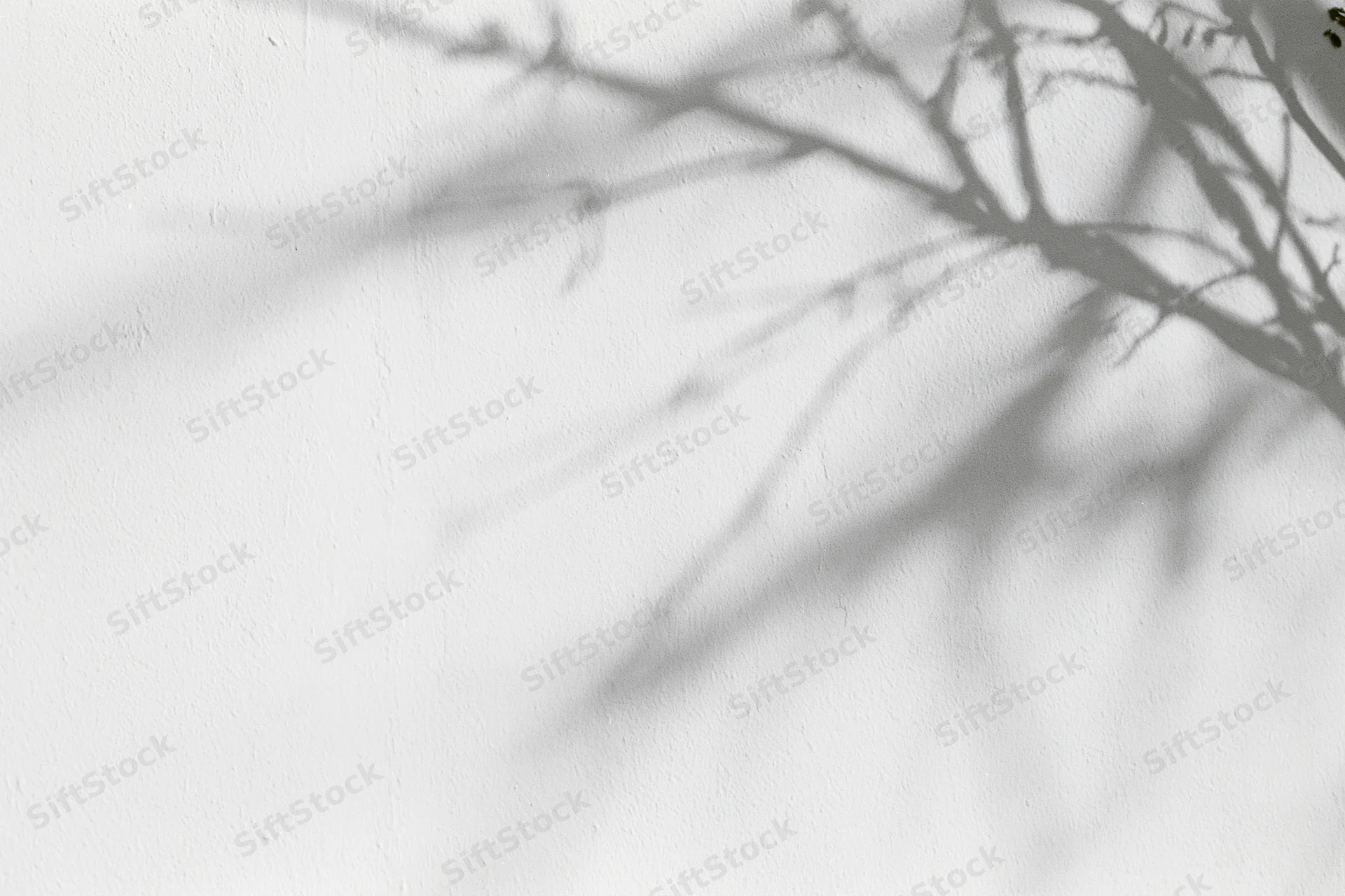 Shadow of bare tree branches cast across a plain white wall