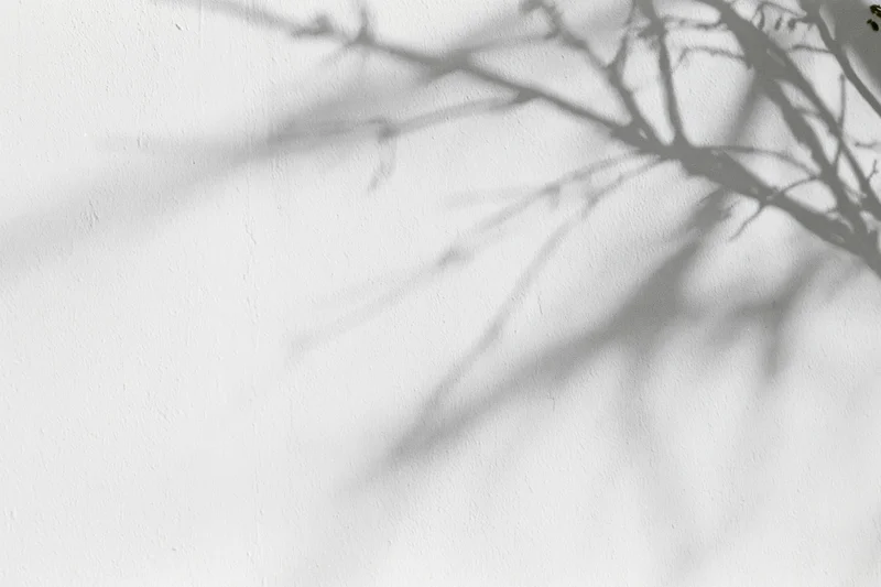 Shadow of bare tree branches cast across a plain white wall