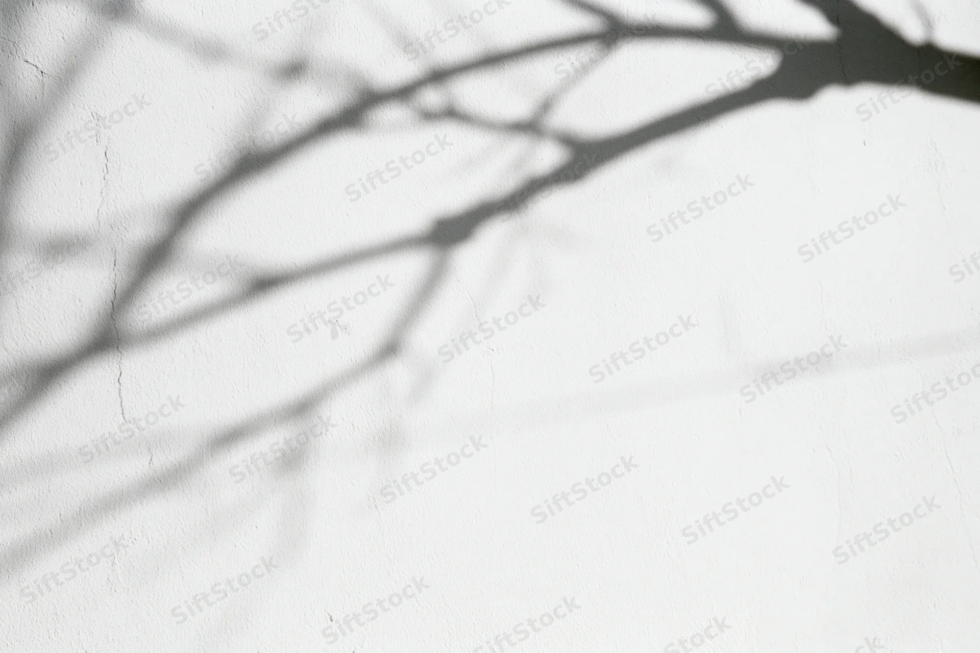 Shadow of bare tree branches cast across a plain white wall
