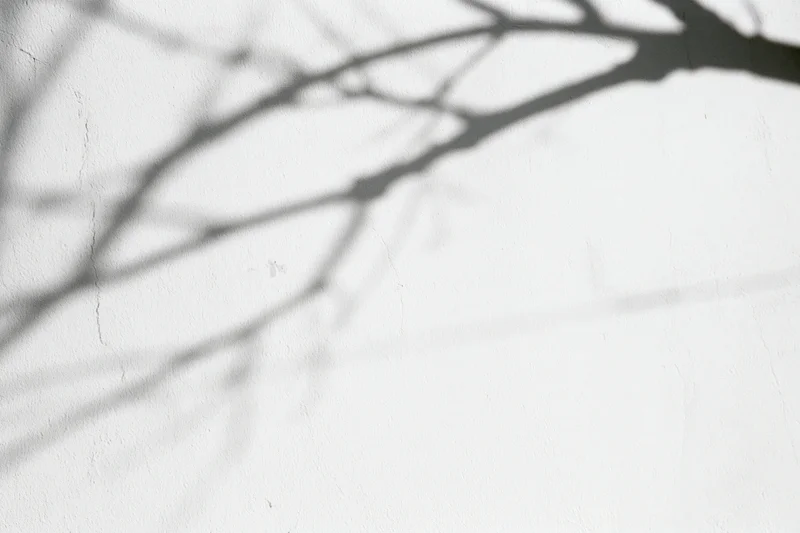 Shadow of bare tree branches cast across a plain white wall