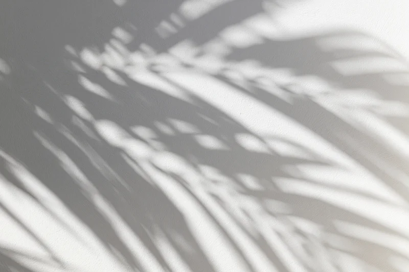 Shadow of overlapping palm fronds cast across a white wall
