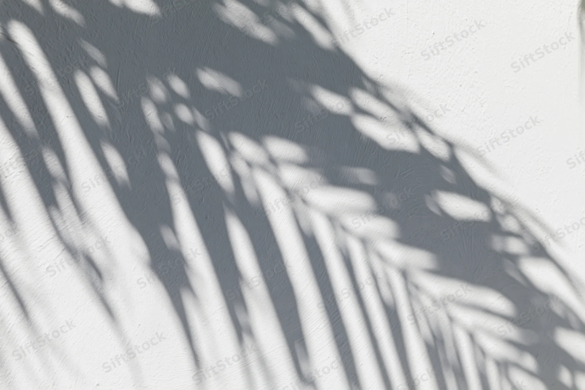 Shadow of overlapping palm fronds cast across a white wall