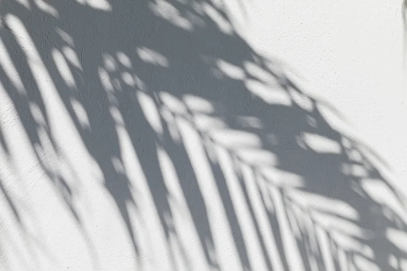 Shadow of overlapping palm fronds cast across a white wall