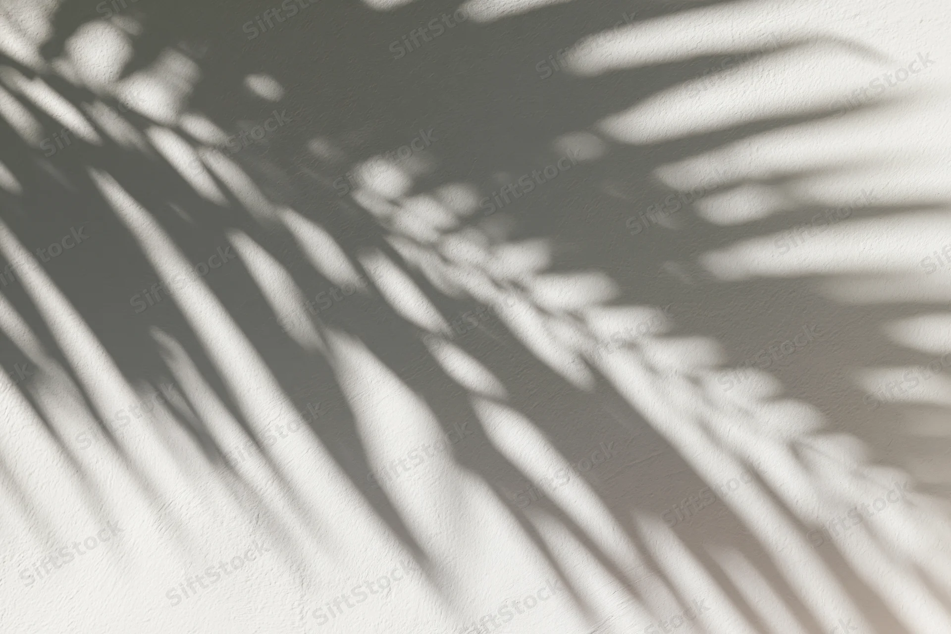 Shadow of overlapping palm fronds cast across a white wall