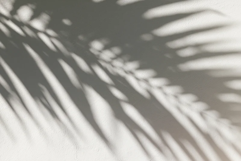Shadow of overlapping palm fronds cast across a white wall