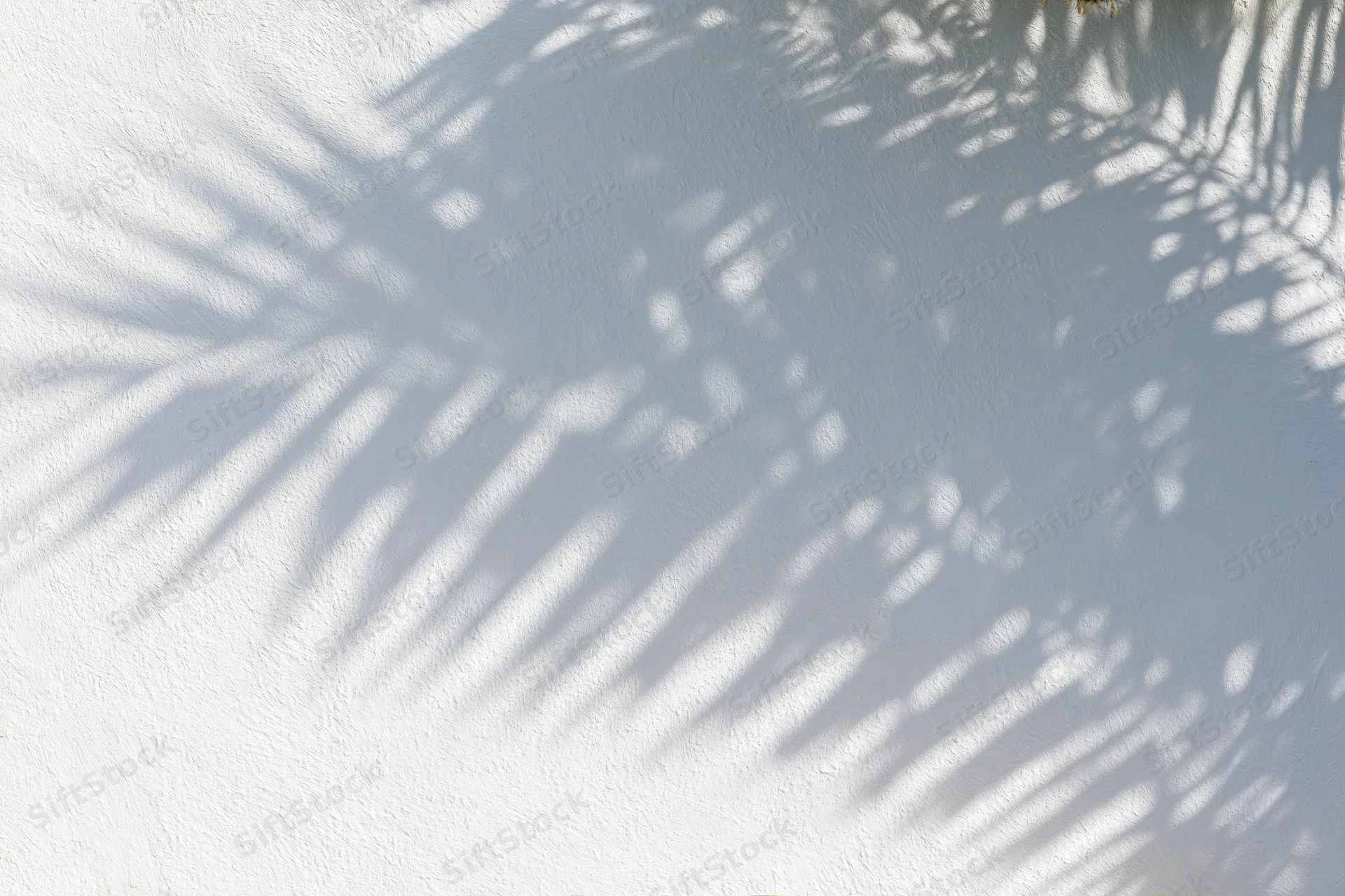 Shadow of palm fronds on a white plaster wall