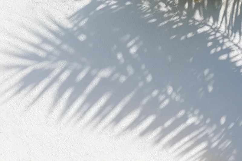 Shadow of palm fronds on a white plaster wall