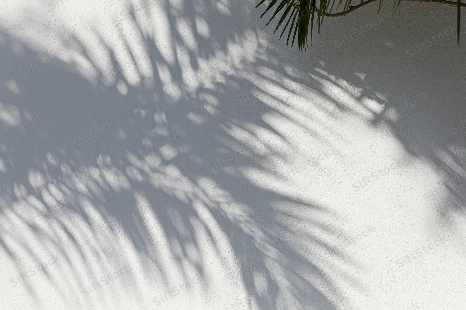 Shadow of palm fronds on a white plaster wall outdoors