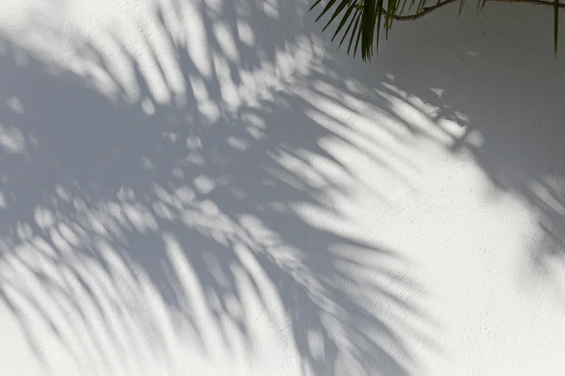 Shadow of palm fronds on a white plaster wall outdoors