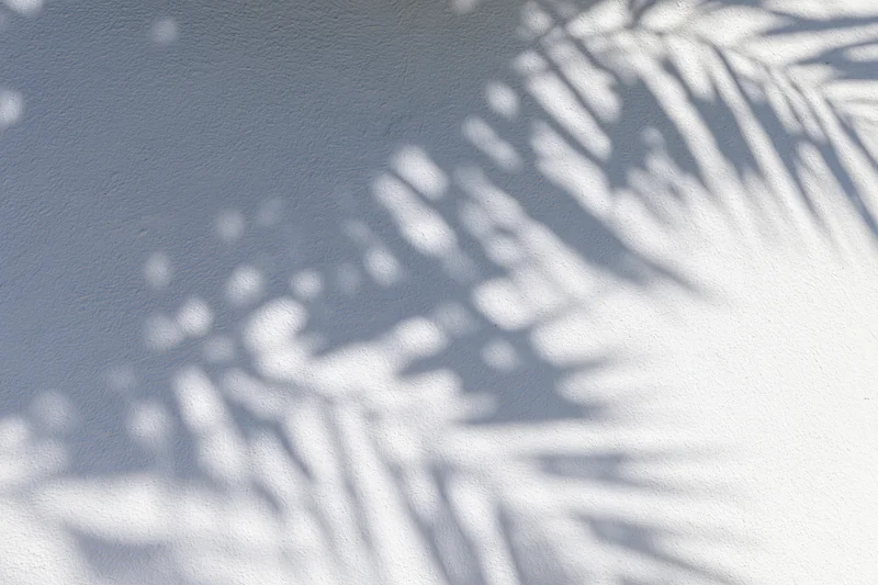 Shadow of palm fronds cast across a smooth white plaster wall