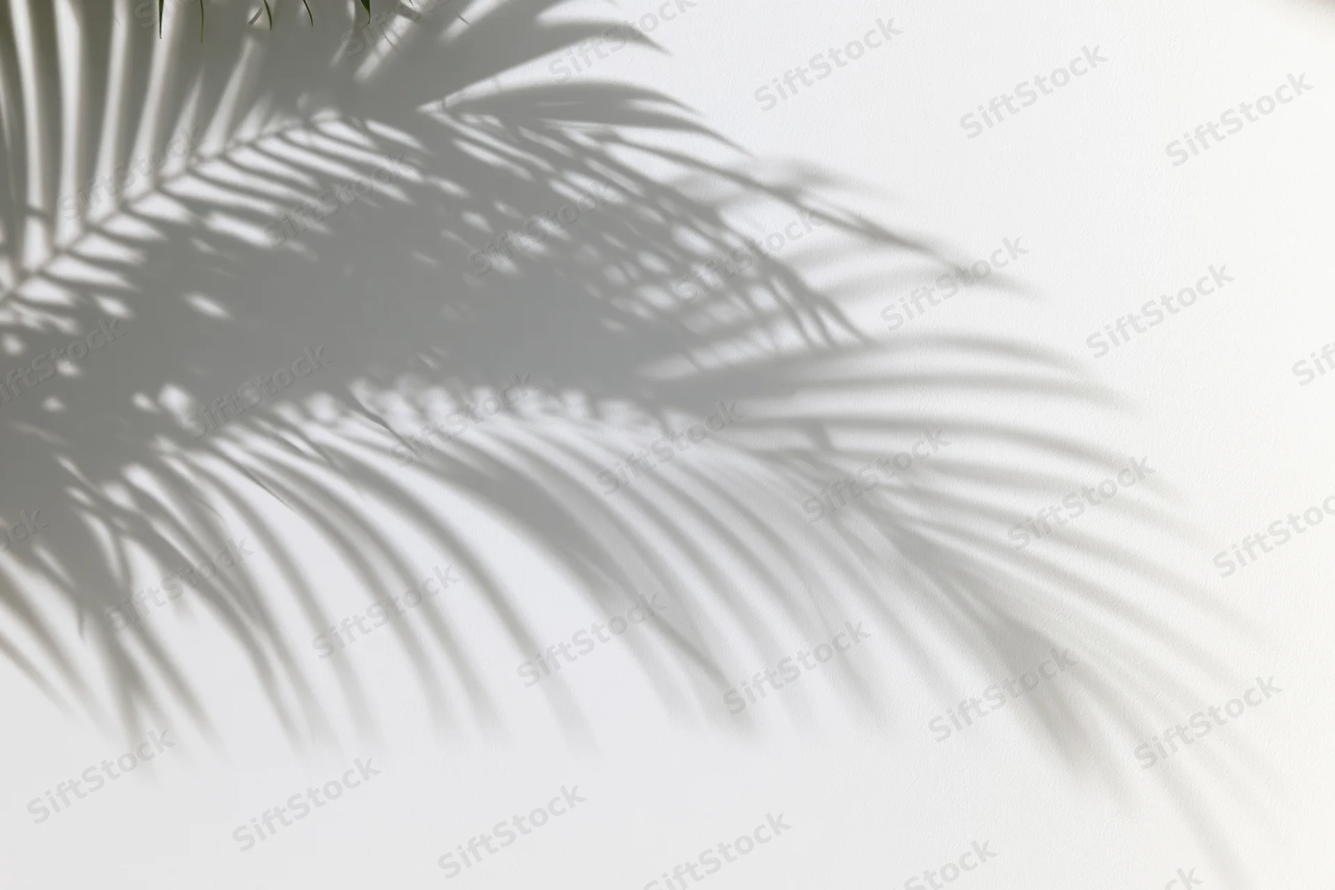 Shadow of palm fronds cast on a white wall in a bright interior space