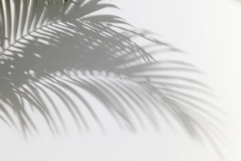 Shadow of palm fronds cast on a white wall in a bright interior space