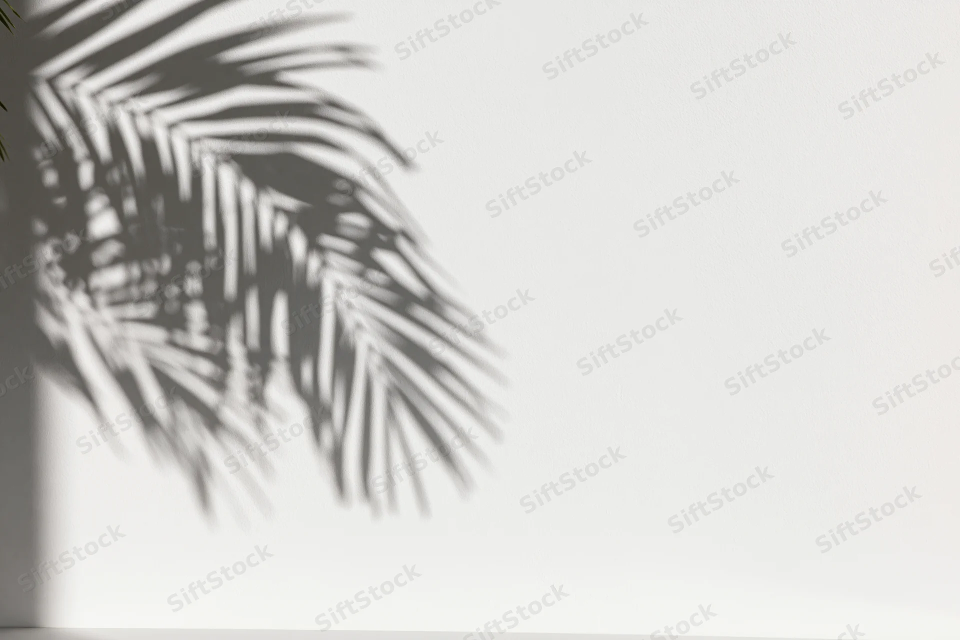 Shadow of palm fronds cast on a white wall with copyspace