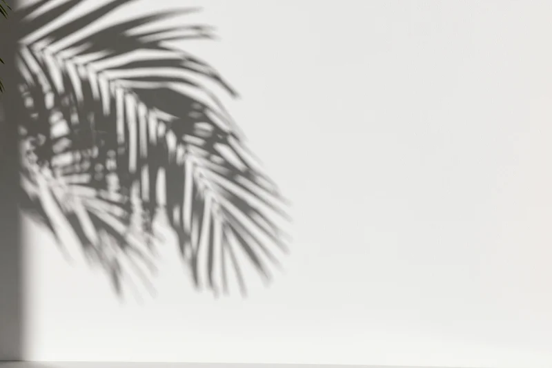 Shadow of palm fronds cast on a white wall with copyspace