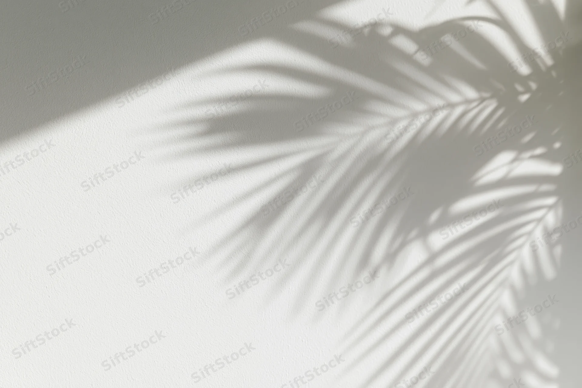 Shadow of tropical palm fronds cast across a plain white wall