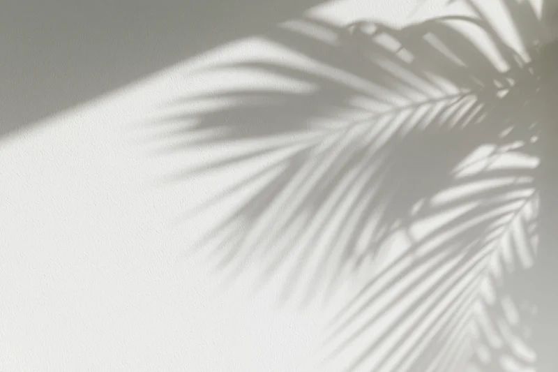 Shadow of tropical palm fronds cast across a plain white wall