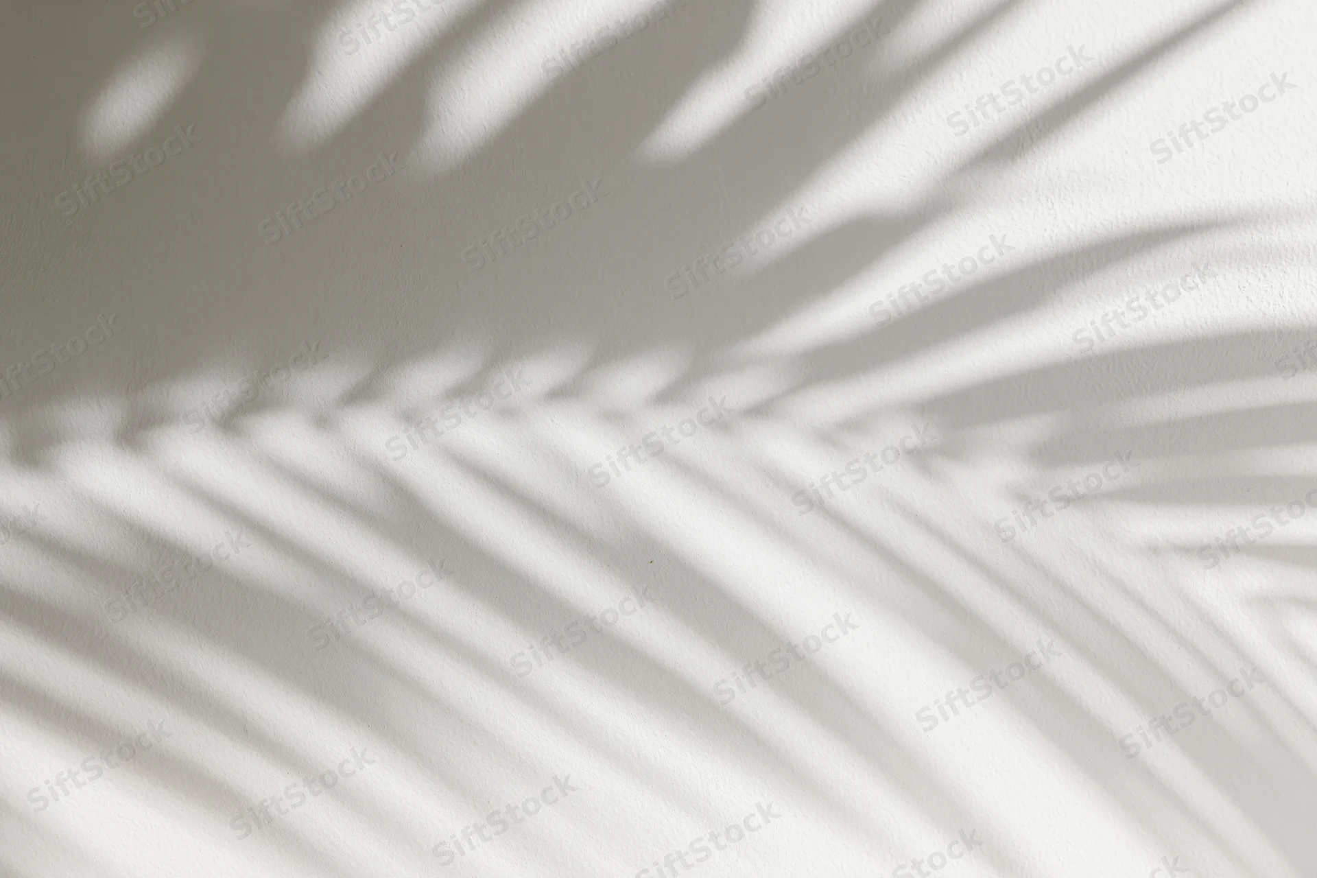 Shadow of tropical palm fronds cast across a plain white wall