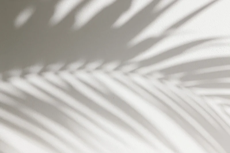 Shadow of tropical palm fronds cast across a plain white wall