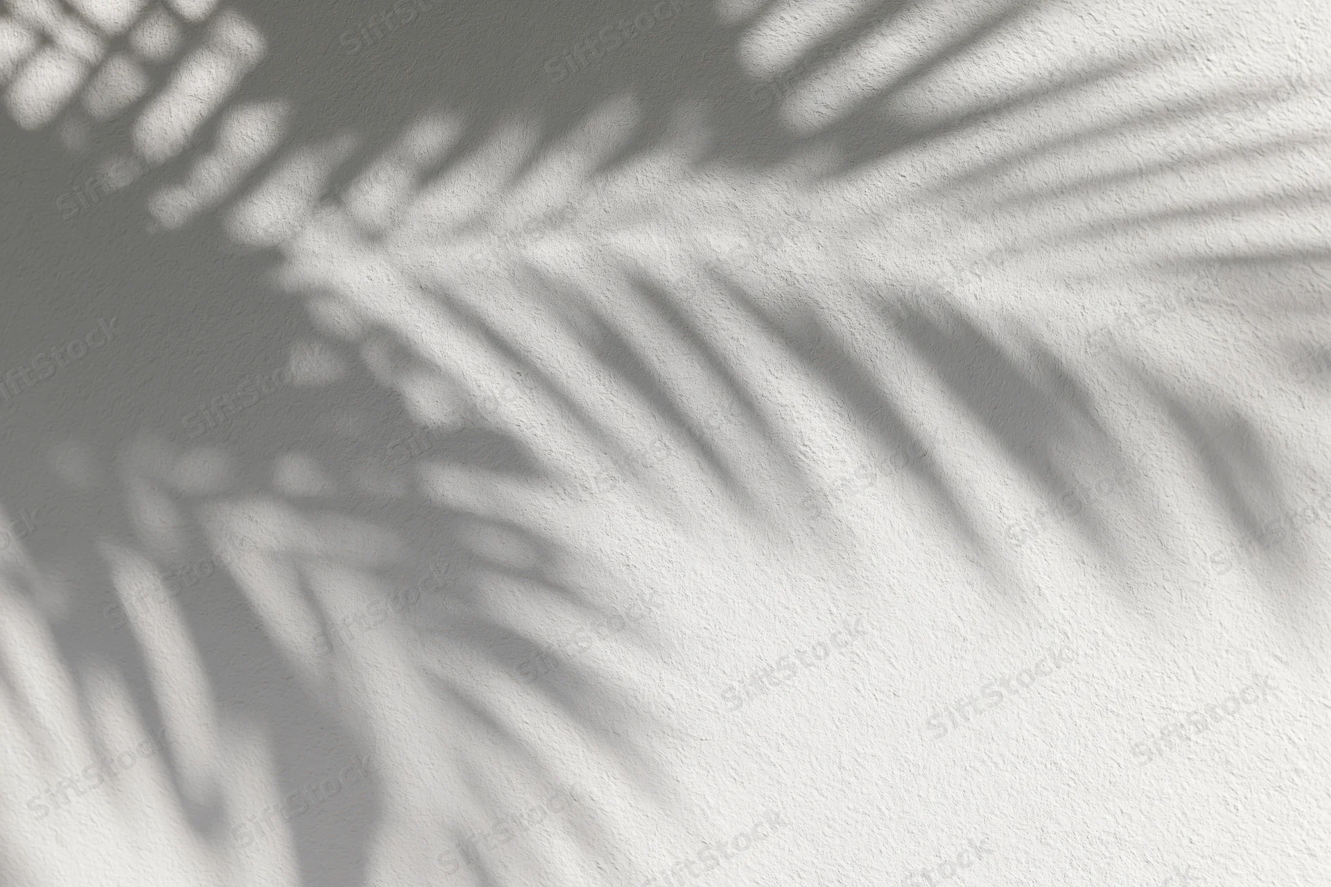 Shadow of tropical palm fronds cast across a plain white wall