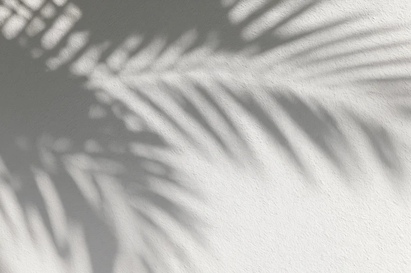 Shadow of tropical palm fronds cast across a plain white wall