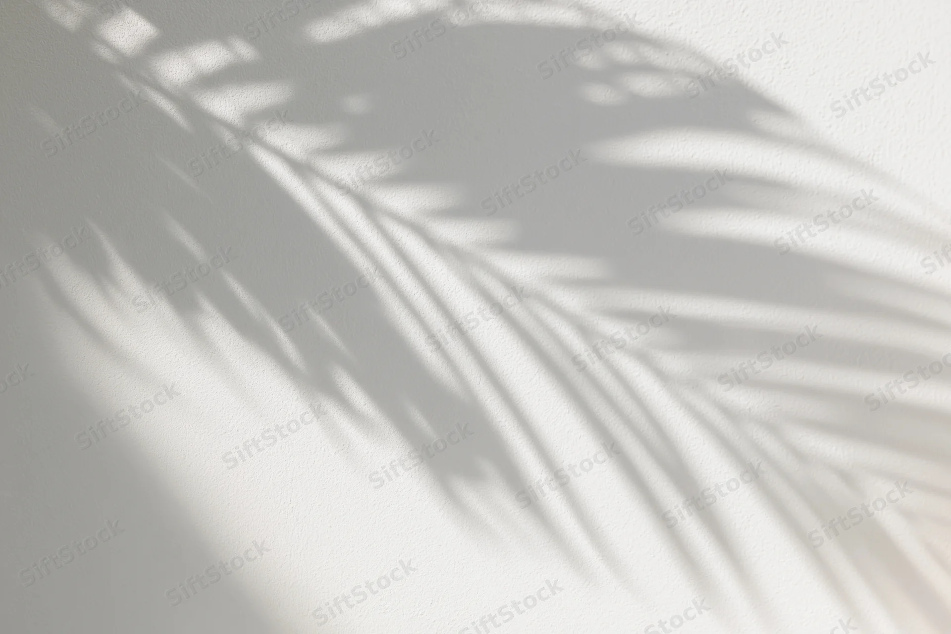 Shadow of tropical palm fronds on a white wall