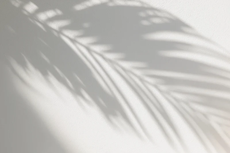 Shadow of tropical palm fronds on a white wall