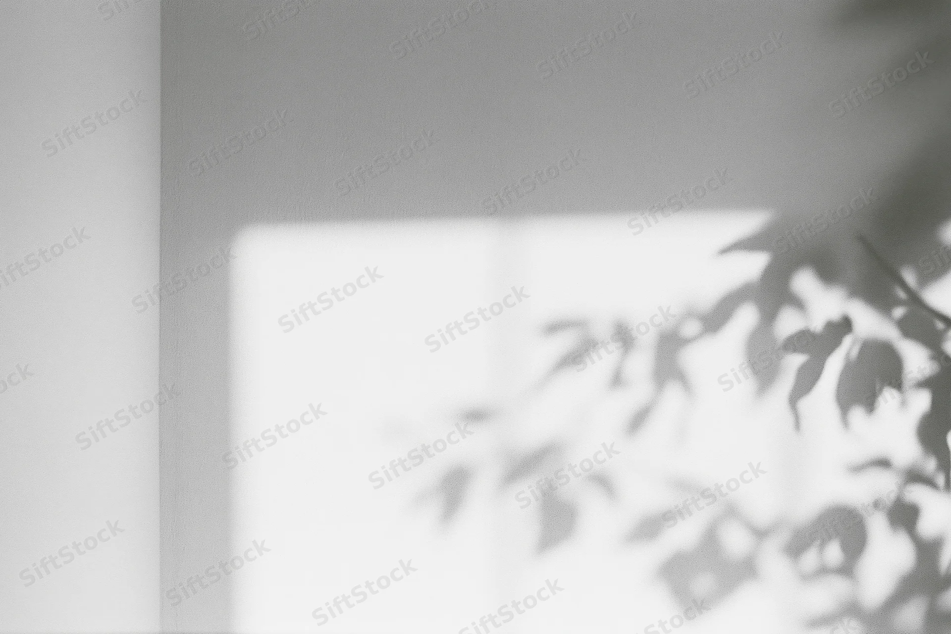 Leafy plant shadows cast on a wall near a window in a bright indoor space