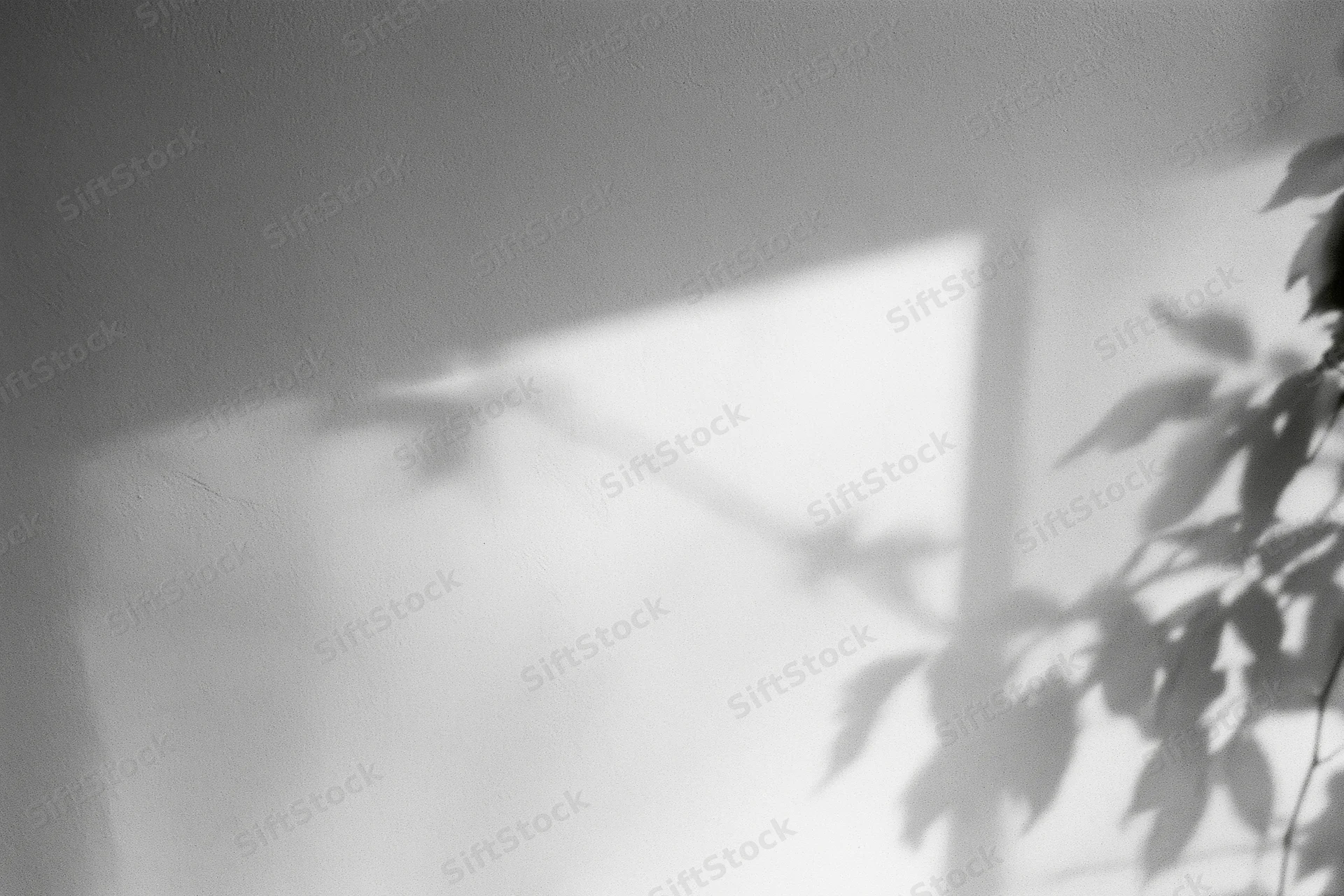 Leafy plant shadows cast on a white wall beside a window frame