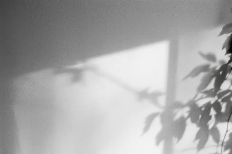 Leafy plant shadows cast on a white wall beside a window frame
