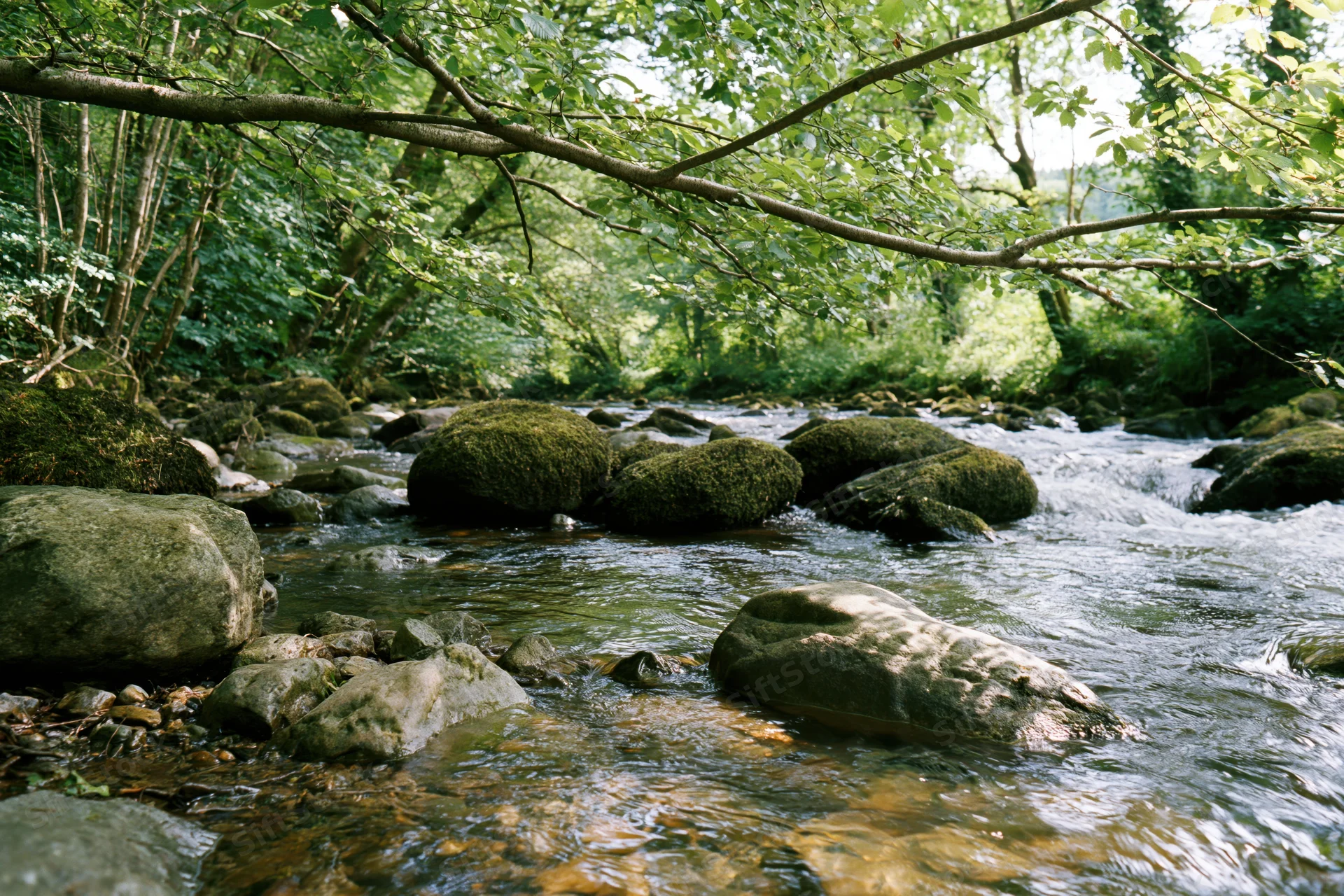 Shallow river flowing over moss-covered rocks in a dense green woodland