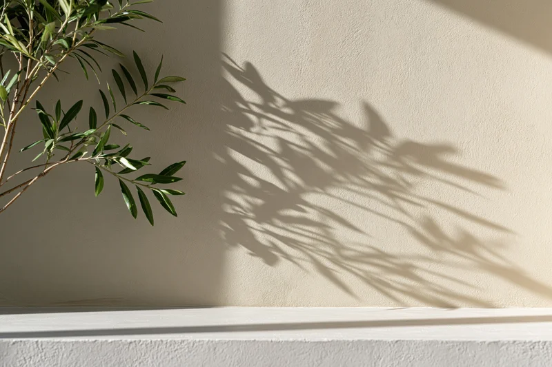 Slender green plant branches casting shadows on a beige wall in natural sunlight