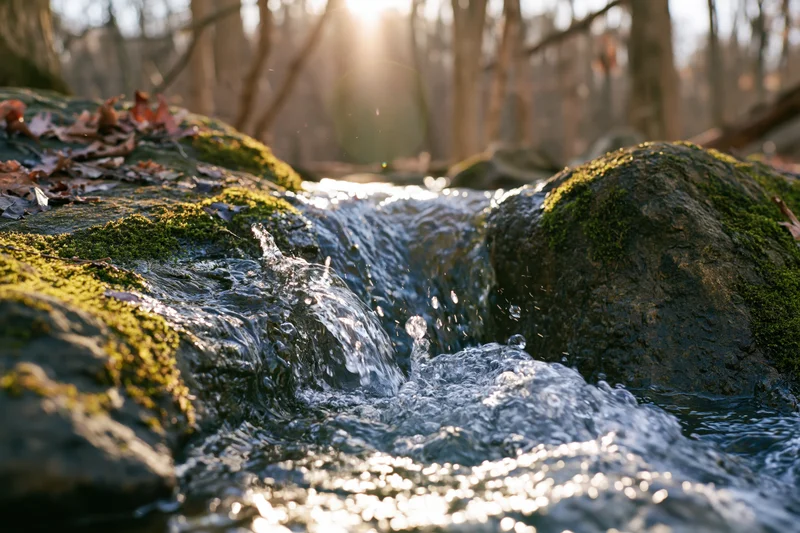 Water flowing between moss-covered rocks in a forest stream at sunrise