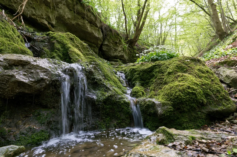 Small waterfall cascading over moss-covered limestone rocks in a green woodland forest