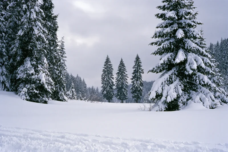Snow-covered alpine clearing with tall spruce trees under overcast sky